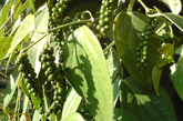 dieuchinh