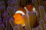 clownfish_and_sea_thumb