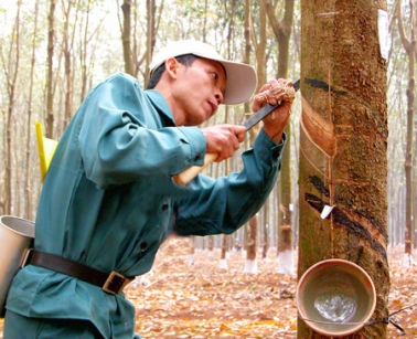 cao-su-18_1305671843