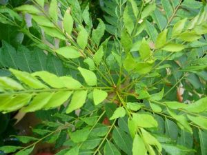 curryleaf01