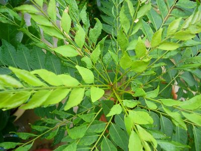 curryleaf01