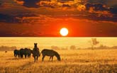 Africa7