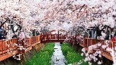 han_quoc_copy